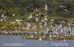 Black-headed Gull