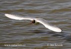 Black-headed Gull