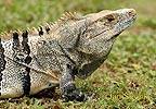 Black Iguana