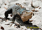 Black Iguana