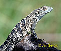 Black Iguana