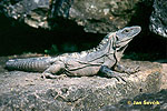 Black Iguana