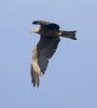 Black Kite