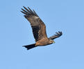 Black Kite