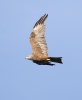 Black Kite