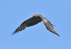 Black Kite