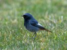 Black Redstart