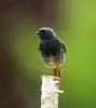 Black Redstart