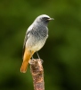 Black Redstart