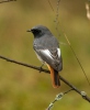 Black Redstart