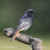 Black Redstart