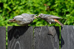 Black Redstart