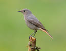 Black Redstart