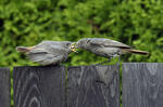 Black Redstart