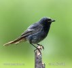 Black Redstart