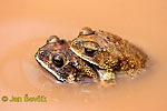 Black-spined Toad
