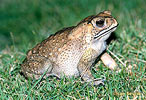 Black-spined Toad