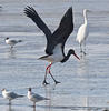 Black Stork