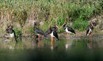 Black Stork