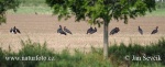 Black Stork