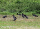 Black Stork