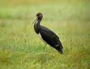 Black Stork