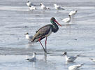 Black Stork