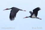 Black Stork