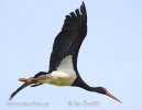 Black Stork