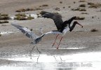 Black Stork