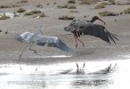 Black Stork