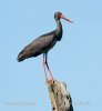 Black Stork