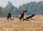 Black Stork