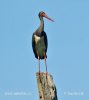 Black Stork