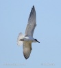 Black Tern