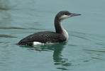 Black-throated Diver