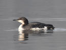 Black-throated Diver