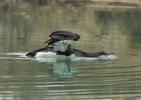 Black-throated Diver