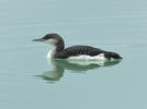 Black-throated Diver