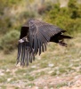 Black Vulture