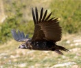 Black Vulture