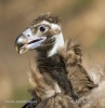 Black Vulture