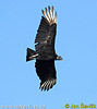 Black Vulture