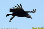 Black Vulture