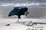 Black Vulture