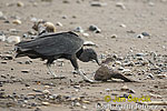 Black Vulture