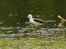 Black-winged Stilt