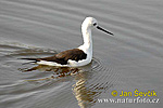 Black winged Stilt