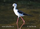 Black winged Stilt