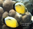 Blacktail Butterflyfish